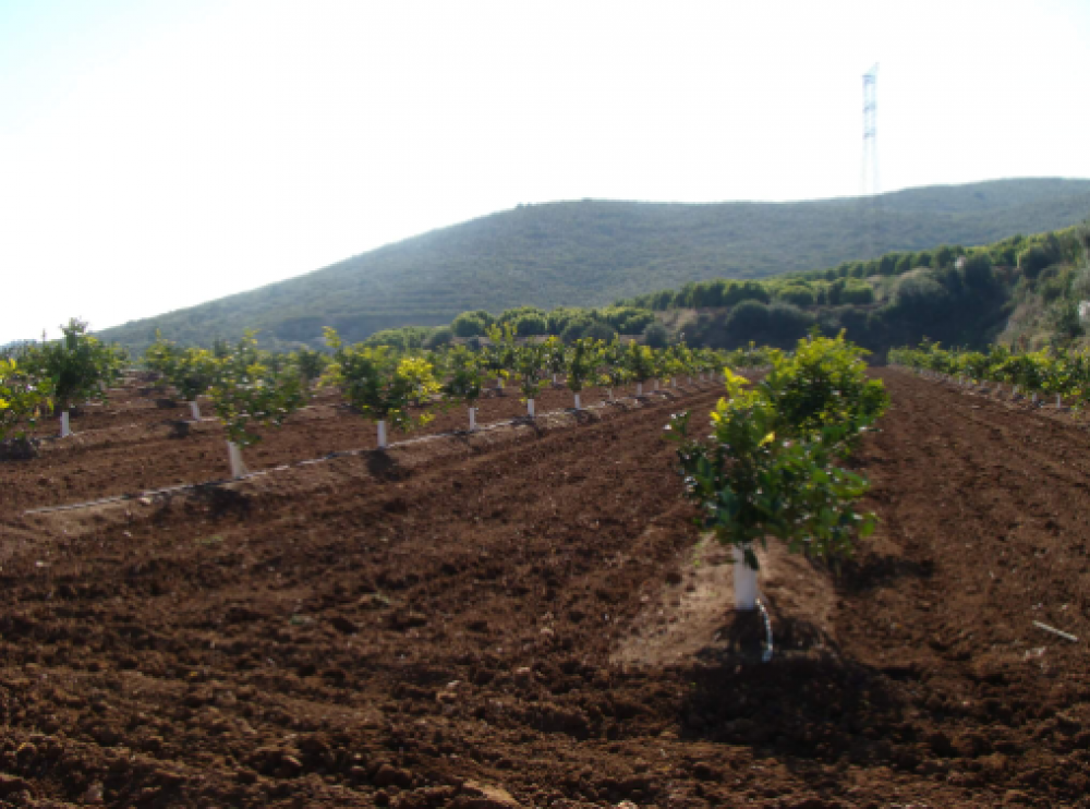 La mejor empresa de jardinería para realizar tratamientos fitosanitarios en Navas del Rey, Pelayos, Robledos, etc.