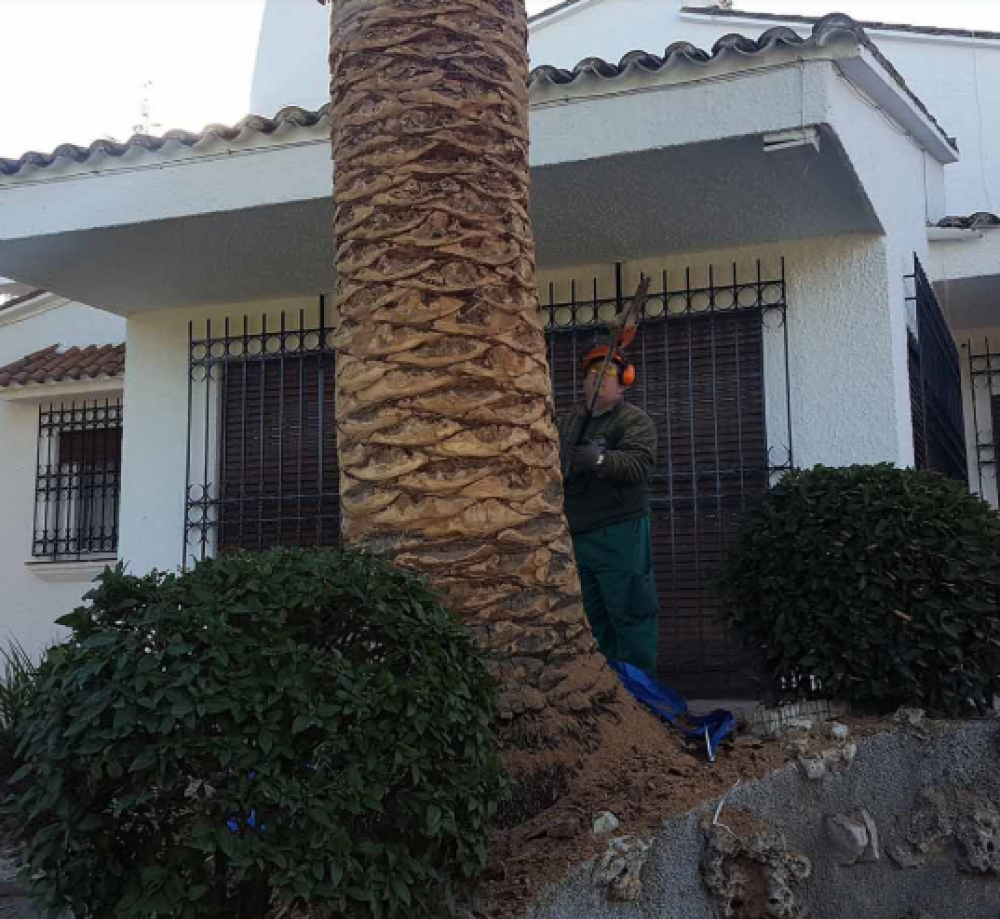 Tratamientos fitosanitarios en Navas del Rey