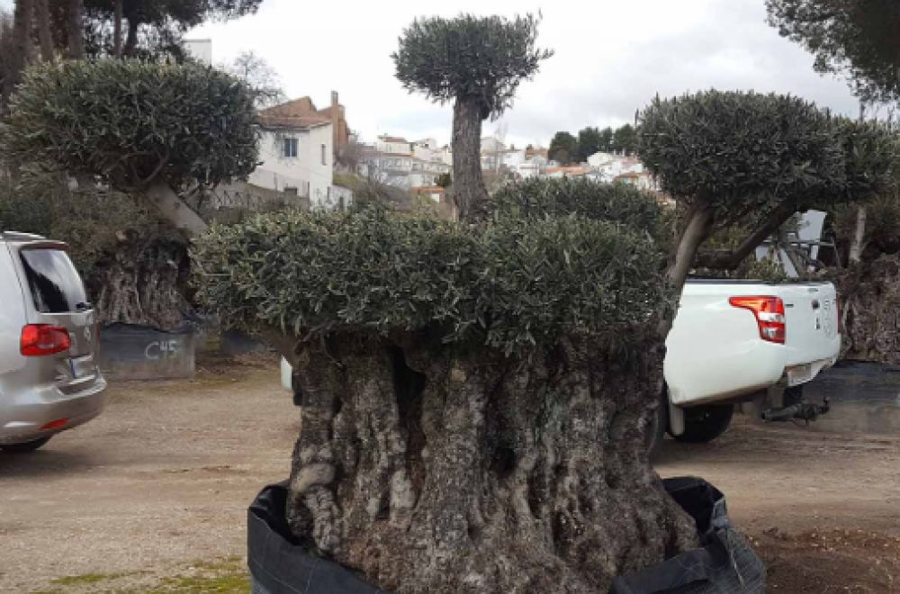 Mantenimiento de jardines en Navas del Rey